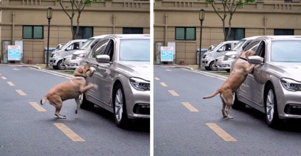 사진출처='@woowpets' TikTok