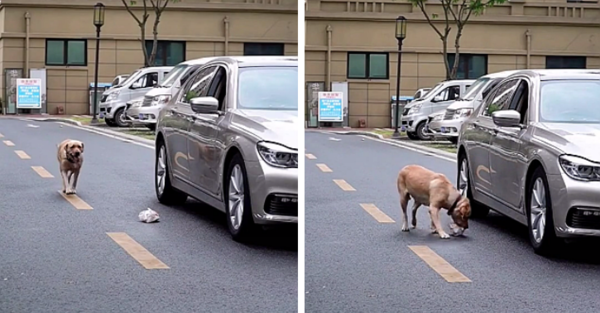 사진출처='@woowpets' TikTok