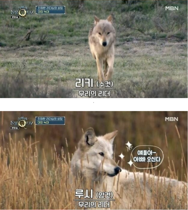 사진출처=MBN ‘신비한 동물 퀴즈’