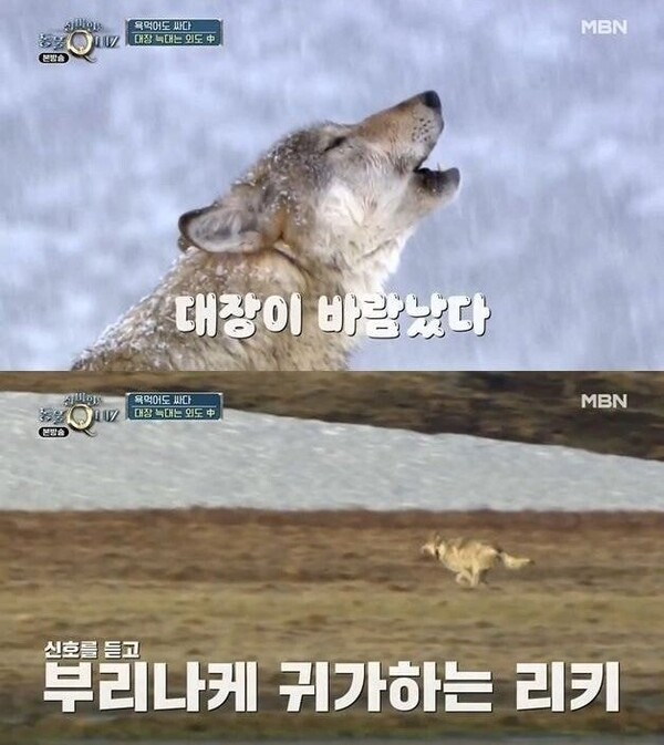 사진출처=MBN ‘신비한 동물 퀴즈’