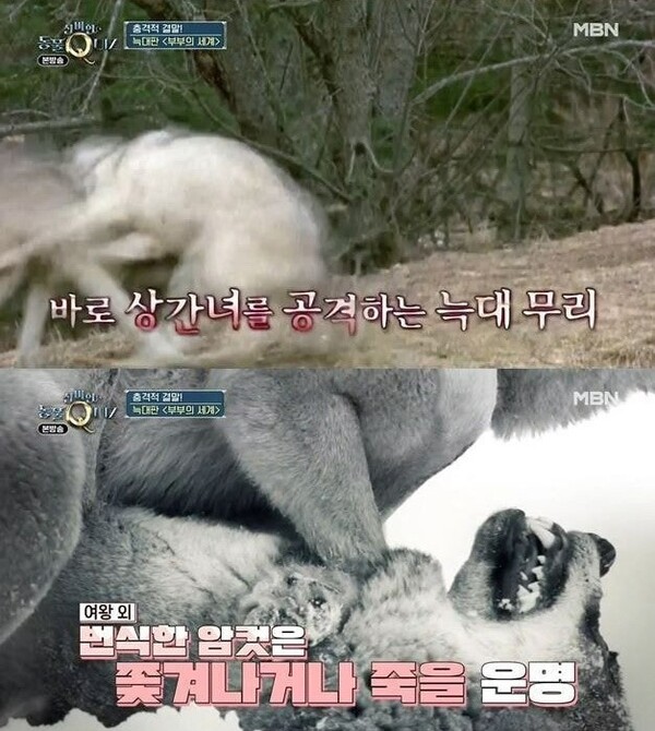 사진출처=MBN ‘신비한 동물 퀴즈’