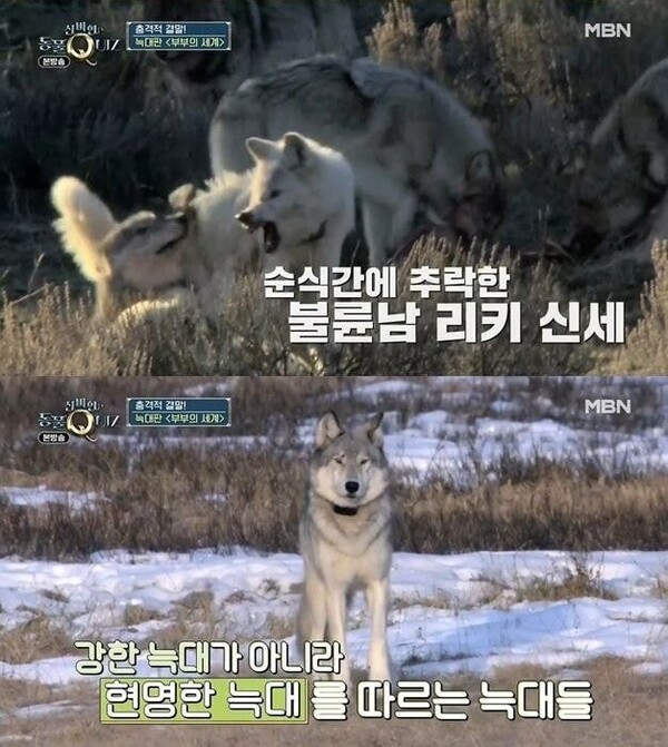 사진출처=MBN ‘신비한 동물 퀴즈’