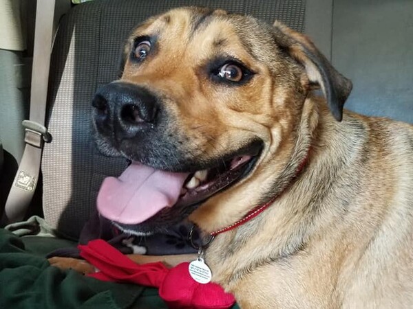 사진출처='@taoanimalrescue' facebook 