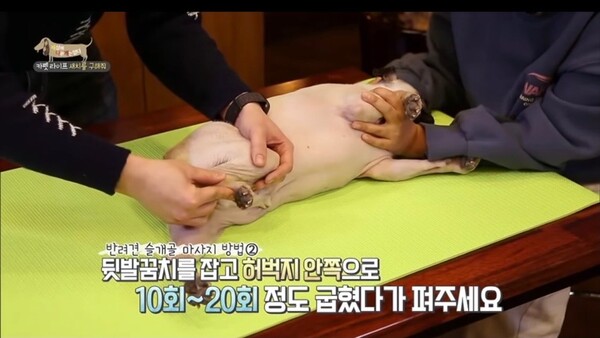 사진출처=YouTube 'EBS 세상에 나쁜 개는 없다'