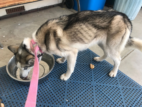 사진출처=RSPCA SA