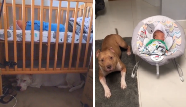 사진출처='@thebullydistrict' TikTok