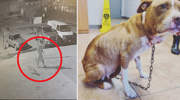 사진출처=wtvy News / 'Tuscaloosa Metro Animal Shelter' Facebook