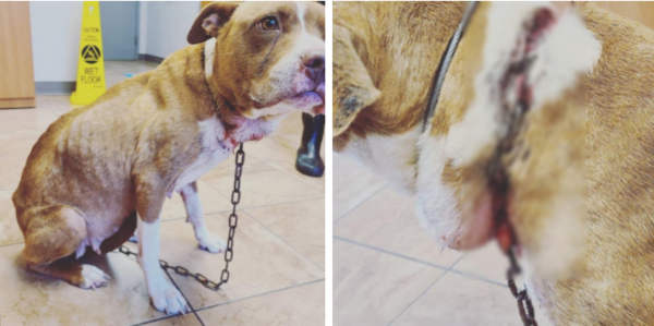 사진출처='Tuscaloosa Metro Animal Shelter' Facebook