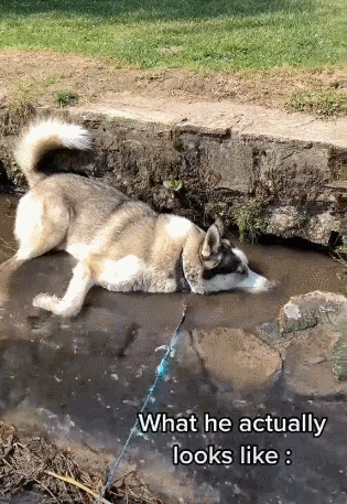 사진출처='@cookiethehuskyyy' TikTok