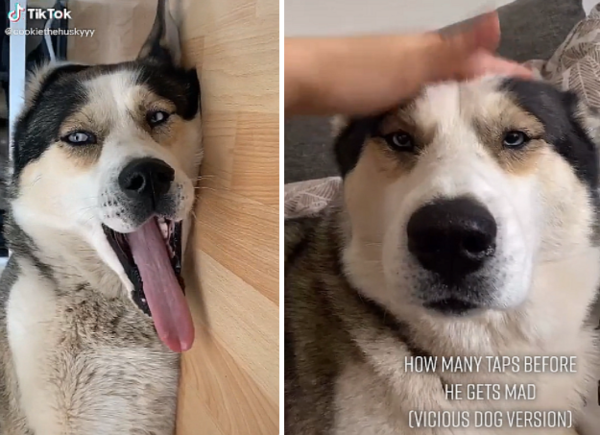 사진출처='@cookiethehuskyyy' TikTok