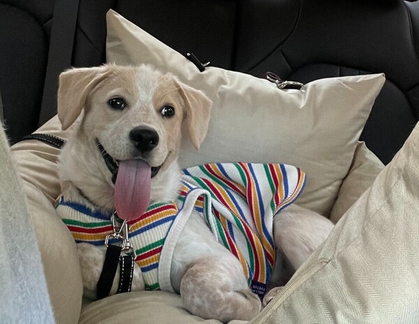 사진출처='@puppy_langlang' instargram