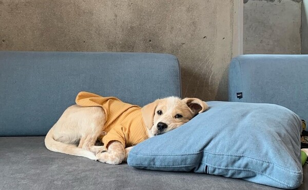 사진출처='@puppy_langlang' instargram
