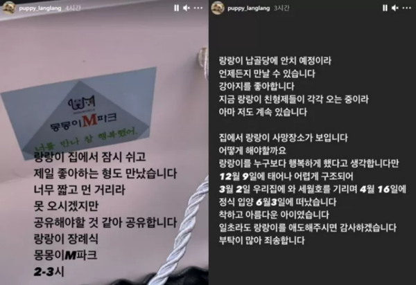 사진출처='@puppy_langlang' instargram