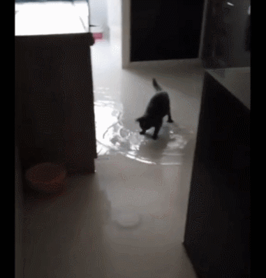 사진출처='@zultaylor' TikTok