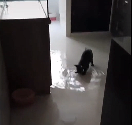 사진출처='@zultaylor' TikTok