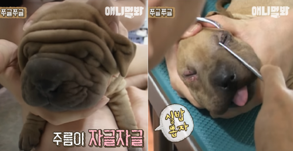 사진출처=YouTube '@SBS TV동물농장x애니멀봐'