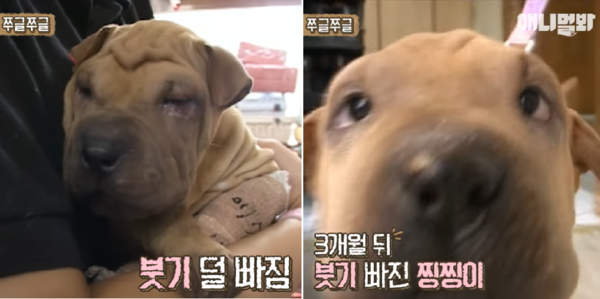 사진출처=YouTube '@SBS TV동물농장x애니멀봐'