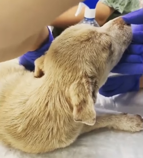 사진출처=Animal Shelters