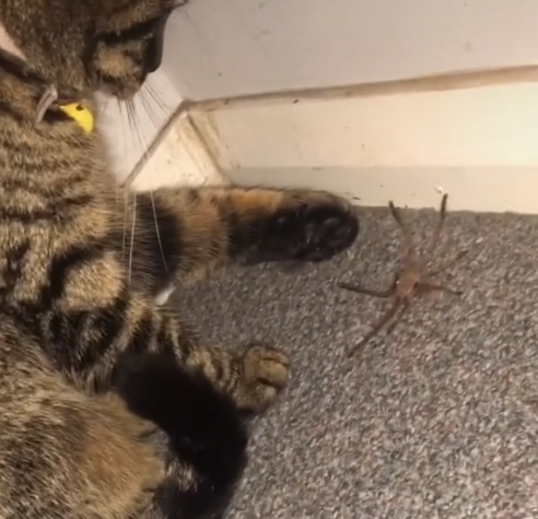 사진출처='@wowyoufoundme__' TikTok