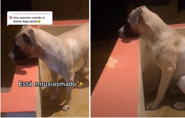 사진출처='@Spaik_ Toby' TikTok
