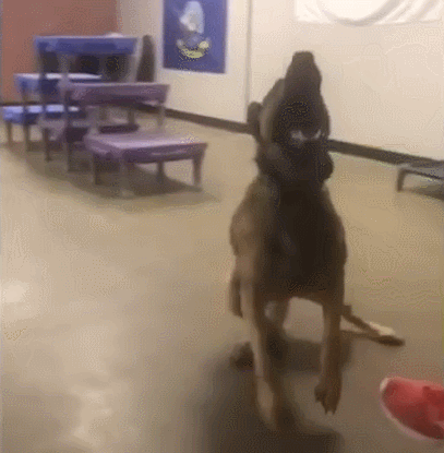 사진출처='Double H Canine Training Academy' Facebook