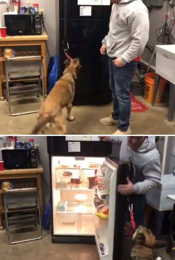 사진출처='Double H Canine Training Academy' Facebook