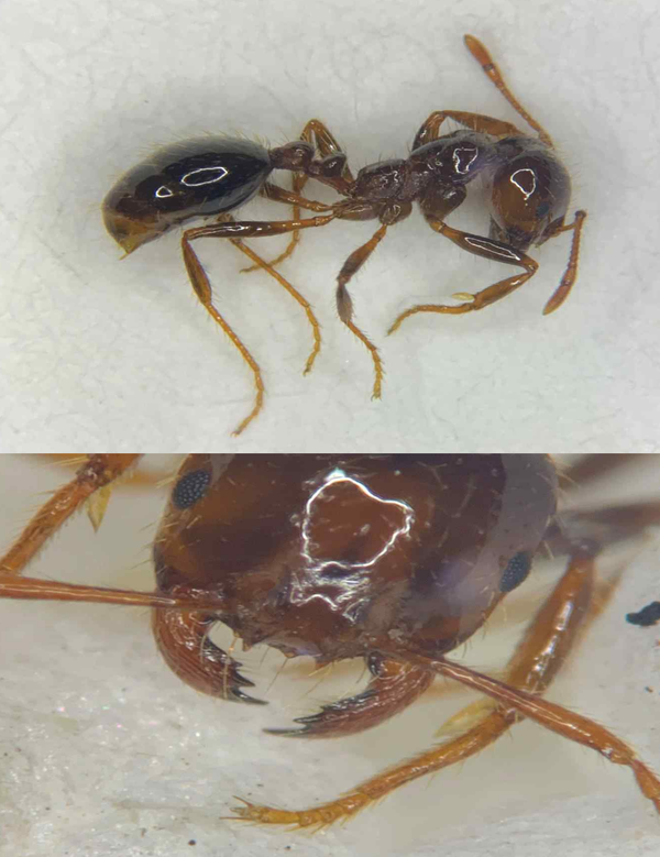 사진출처=농림축산검역본부