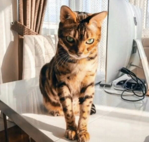 사진출처='@elenamatiash1' TikTok
