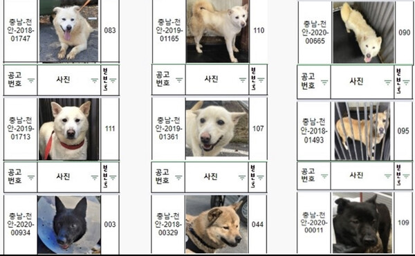 실종된 개들 [사진제공=봉사자]