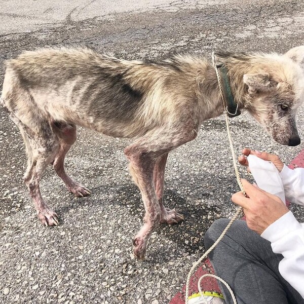 사진출처=Pet Angels Rescue