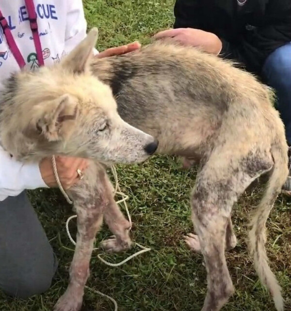 사진출처=Pet Angels Rescue