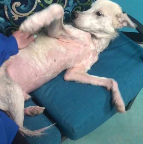 사진출처=Pet Angels Rescue