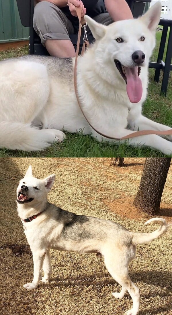 사진출처=Pet Angels Rescue