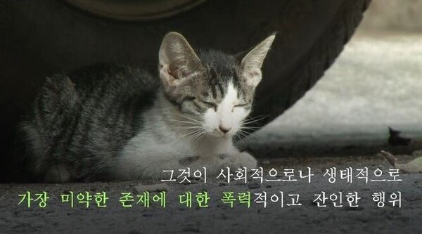 사진=스브스뉴스 SUBUSU NEWS 공식 유튜브 채널