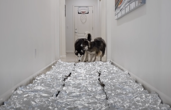 사진출처ⓒ=YouTube 'My Mountain Husky'
