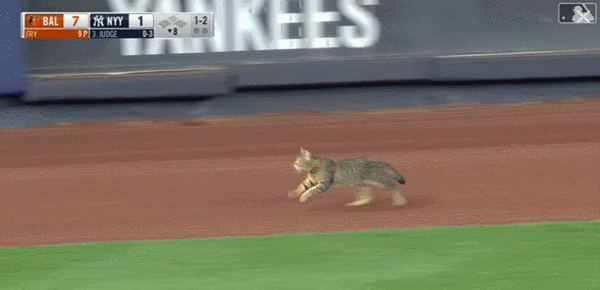 사진출처ⓒ=MLB.com