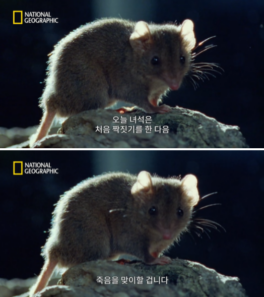 사진출처=YouTube 'National Geographic Korea'