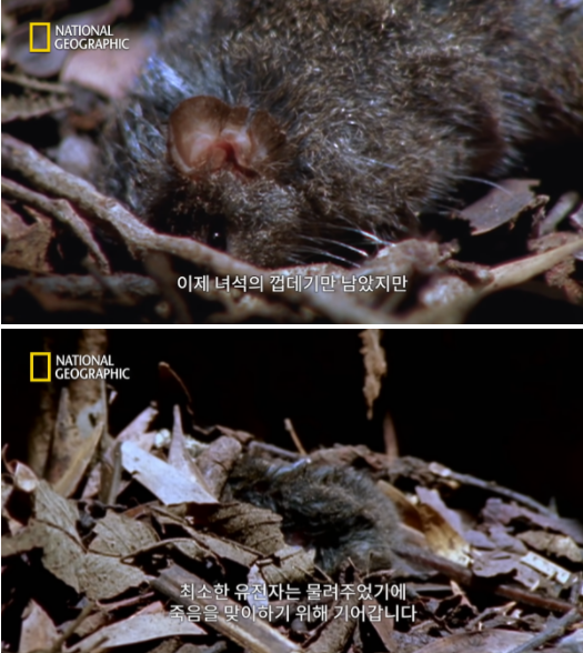 사진출처=YouTube 'National Geographic Korea'