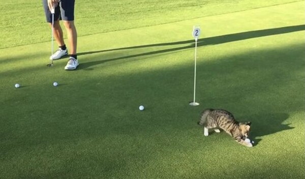 사진출처=Youtube 'Ben the playing golf cat'