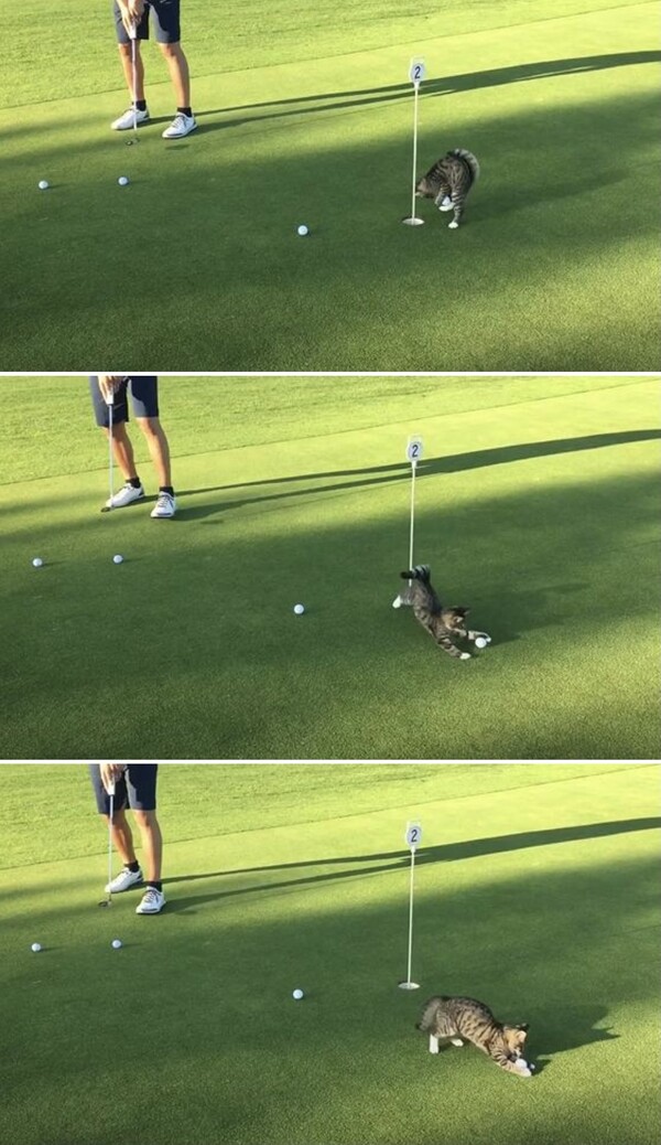 사진출처=Youtube 'Ben the playing golf cat'