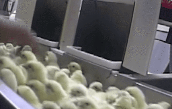 사진출처=YouTube 'PETA'