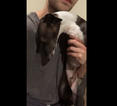 사진출처='@sparkytheitaliangreyhound' instagram