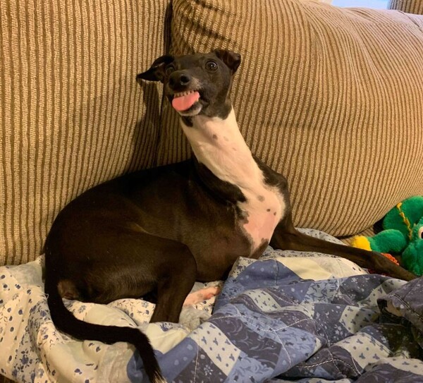 사진출처='@sparkytheitaliangreyhound' instagram