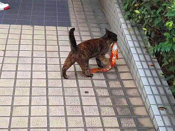사진출처ⓒ=宠物圈