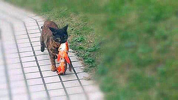 사진출처ⓒ=宠物圈
