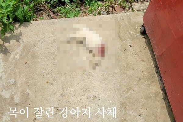사잔출처='(사)비글구조네트워크' 공식 블로그