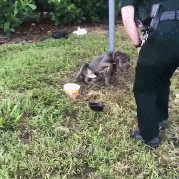 사진출처=100+ Abandoned Dogs of Everglades Florida