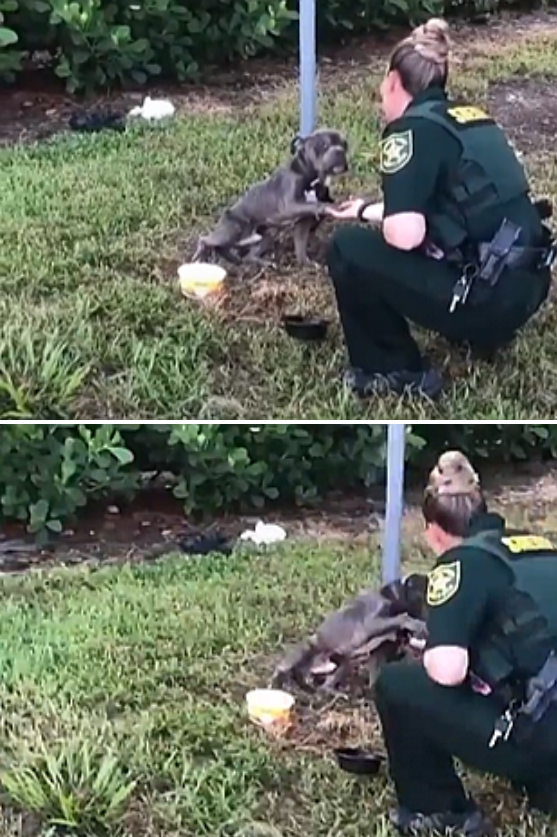 사진출처=100+ Abandoned Dogs of Everglades Florida