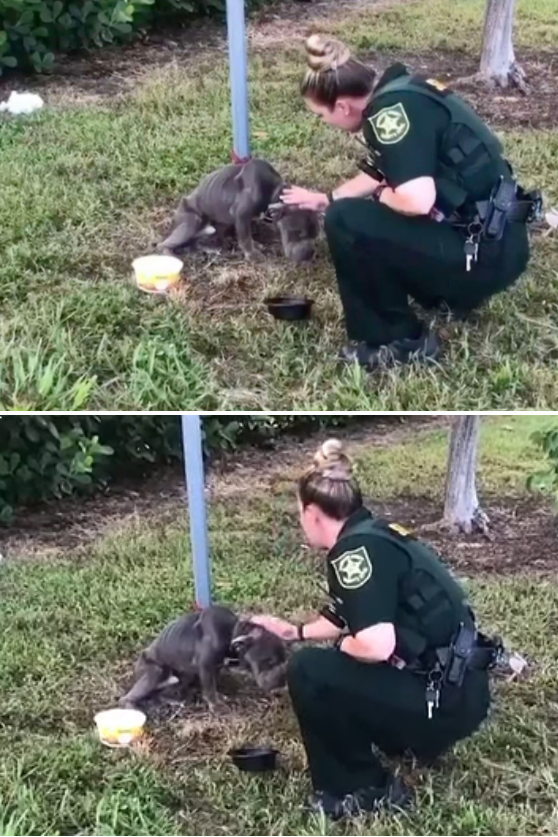 사진출처=100+ Abandoned Dogs of Everglades Florida