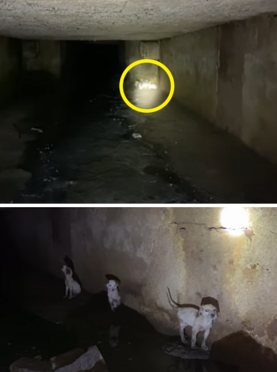사진출처=YouTube 'Animal Warriors Conservation Society'